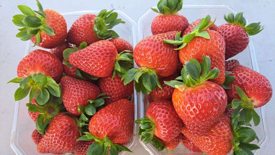 Across the Region: Pick Your Own Pink Lady Apples & Strawberries