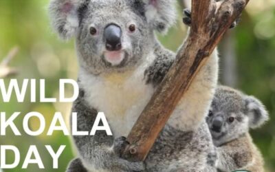 Wild Koala Day