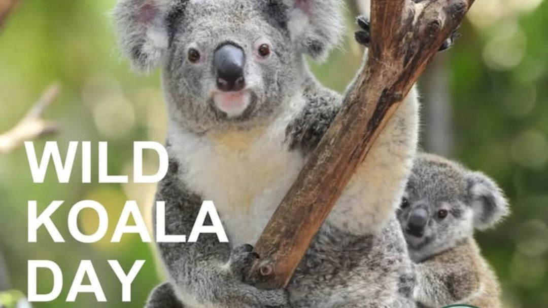 Wild Koala Day