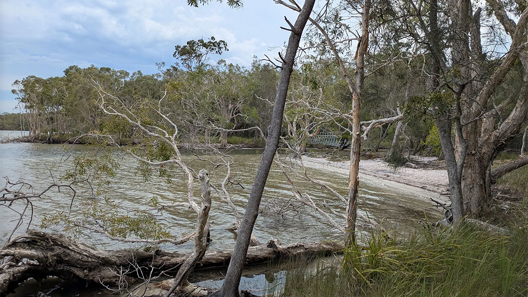 Best-sunshine-coast-walks-lake-weyba6 | Kids in Brisbane, Gold Coast, Sunshine Coast | Kotc Lake Weyba Foreshore