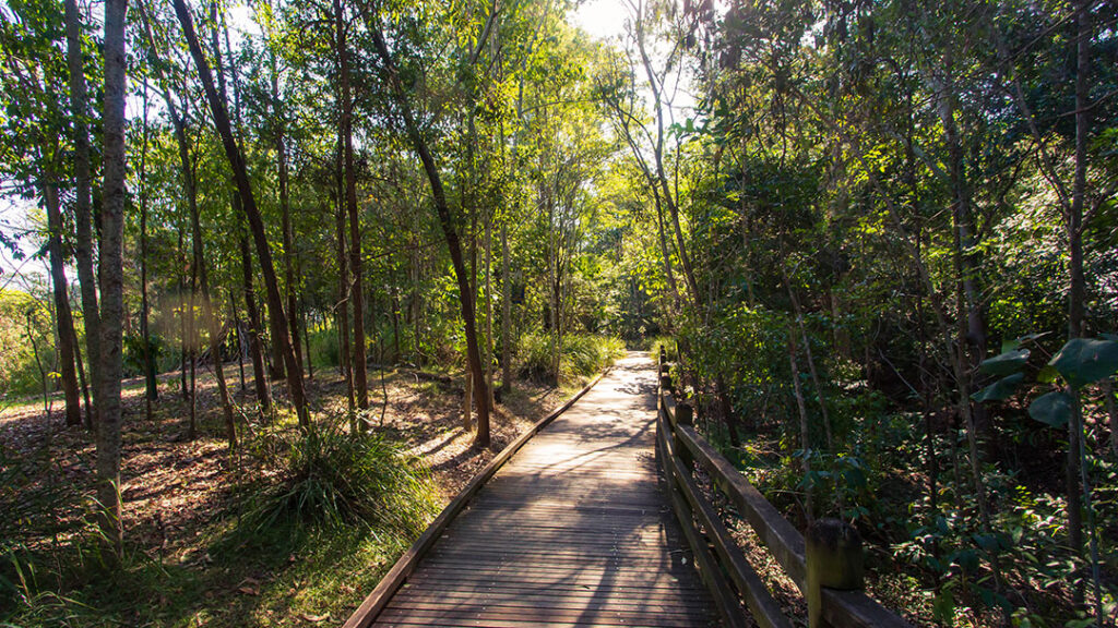 Immerse in Nature at Sherwood Arboretum, Brisbane