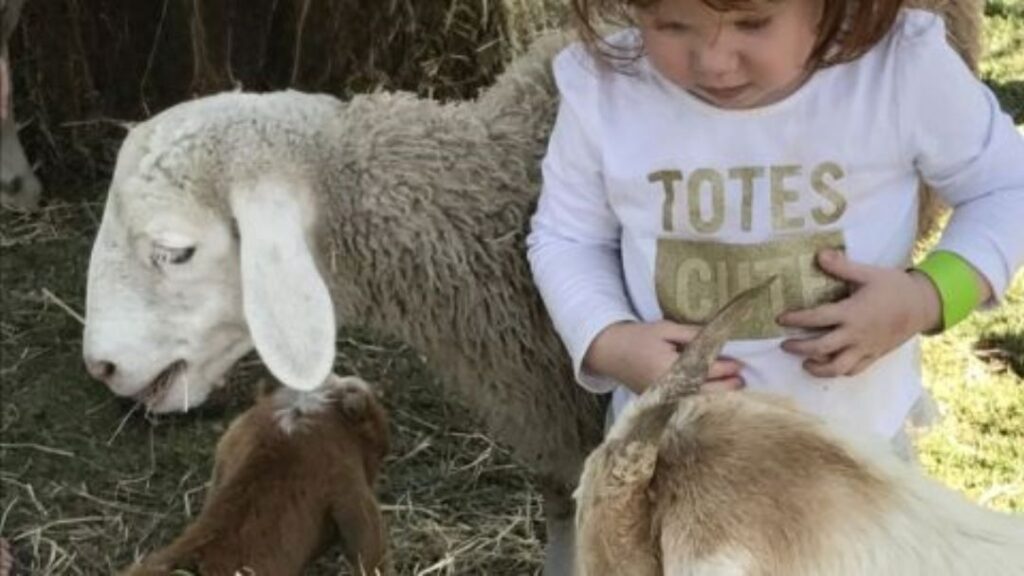 Farmyard Family Fun Day