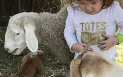 Farmyard Family Fun Day