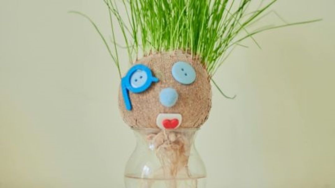 Playful Coconut Planter with Grass Hair and a Stitched-on Face in a Glass Vase.