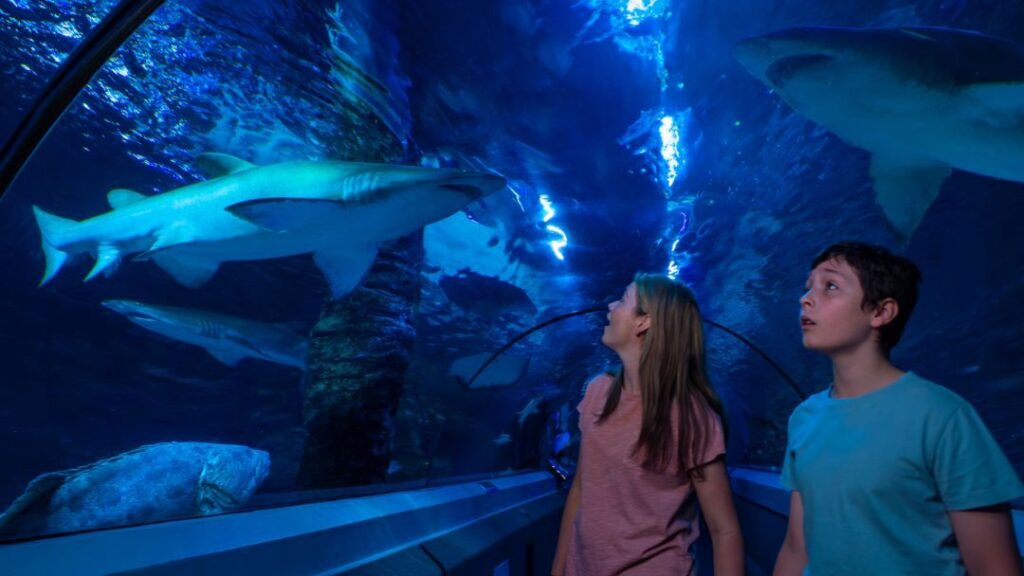0604_sealifesunshinecoast_sharks2 | Kids in Brisbane, Gold Coast, Sunshine Coast | Kotc Discover Sharklife at Sea Life Sunshine Coast