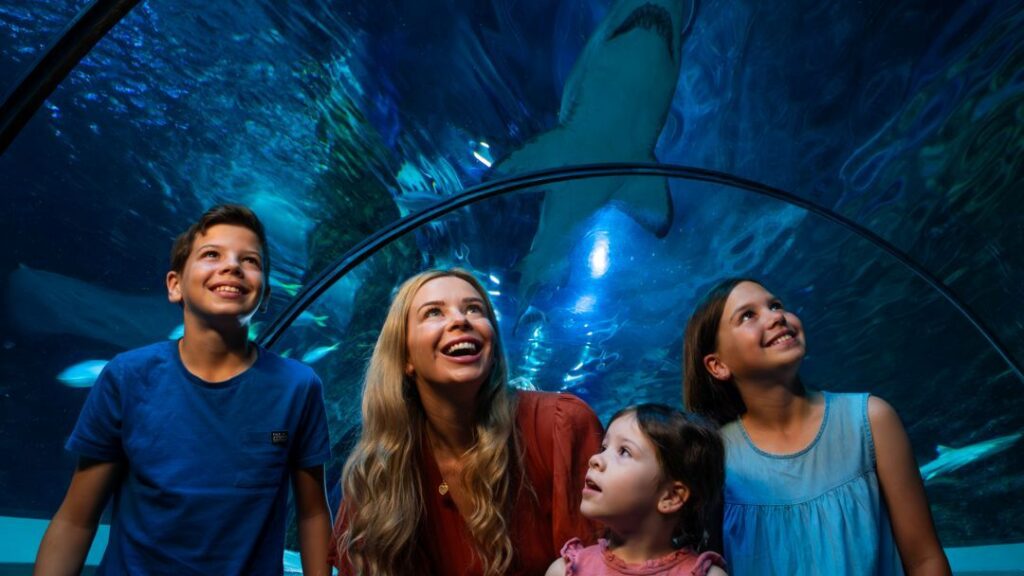 0604_sealifesunshinecoast_sharks3 | Kids in Brisbane, Gold Coast, Sunshine Coast | Kotc Discover Sharklife at Sea Life Sunshine Coast