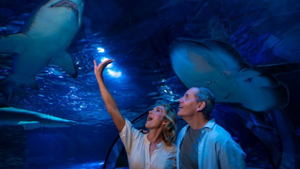 0604_sealifesunshinecoast_sharks4 | Kids in Brisbane, Gold Coast, Sunshine Coast | Kotc Discover Sharklife at Sea Life Sunshine Coast