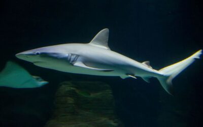 Discover Sharklife at SEA LIFE Sunshine Coast