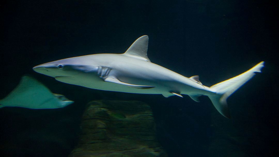 Discover Sharklife at SEA LIFE Sunshine Coast