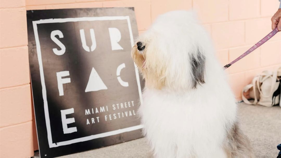 0611_surfacefestival_2026_hero | Kids in Brisbane, Gold Coast, Sunshine Coast | Kotc Fluffy White Dog on a Leash Looking at a Black Poster That Reads 'surface Miami Street Art Festival' Against a Peach Wall.