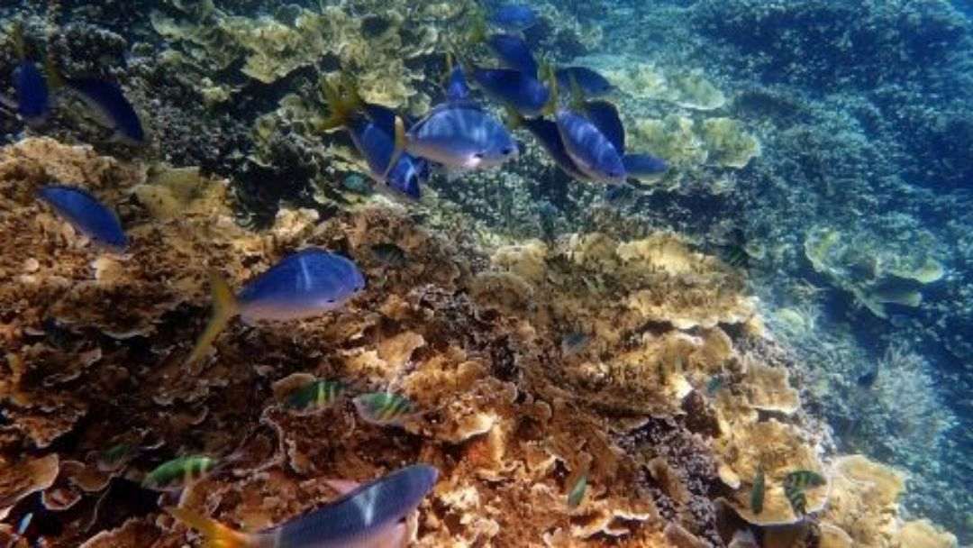Blue tropical fish swimming over a brown coral reef in clear blue water.