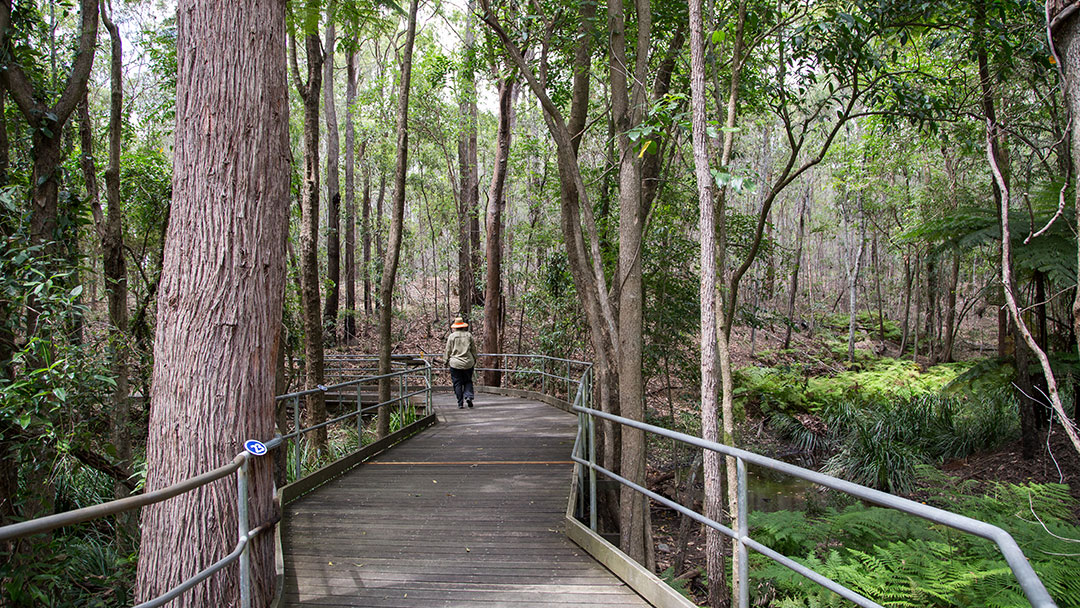 Best-brisbane-walks_downfall-creek | Kids in Brisbane, Gold Coast, Sunshine Coast | Kotc Downfall Creek in Brisbane - Best Brisbane Walks for Kids