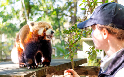 Meet Shardul: The Gold Coast’s adorable new red panda resident!