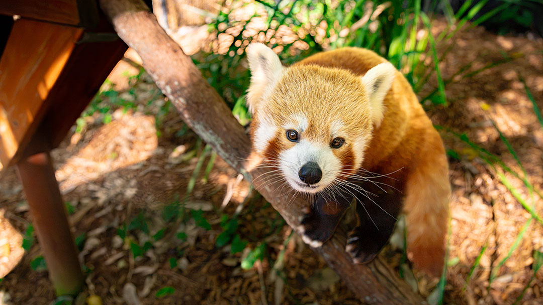 Currumbin-wildlife-sanctuary-red-panda | Kids in Brisbane, Gold Coast, Sunshine Coast | Kotc New Red Panda at Currumbin Wildlife Sanctuary, Gold Coast
