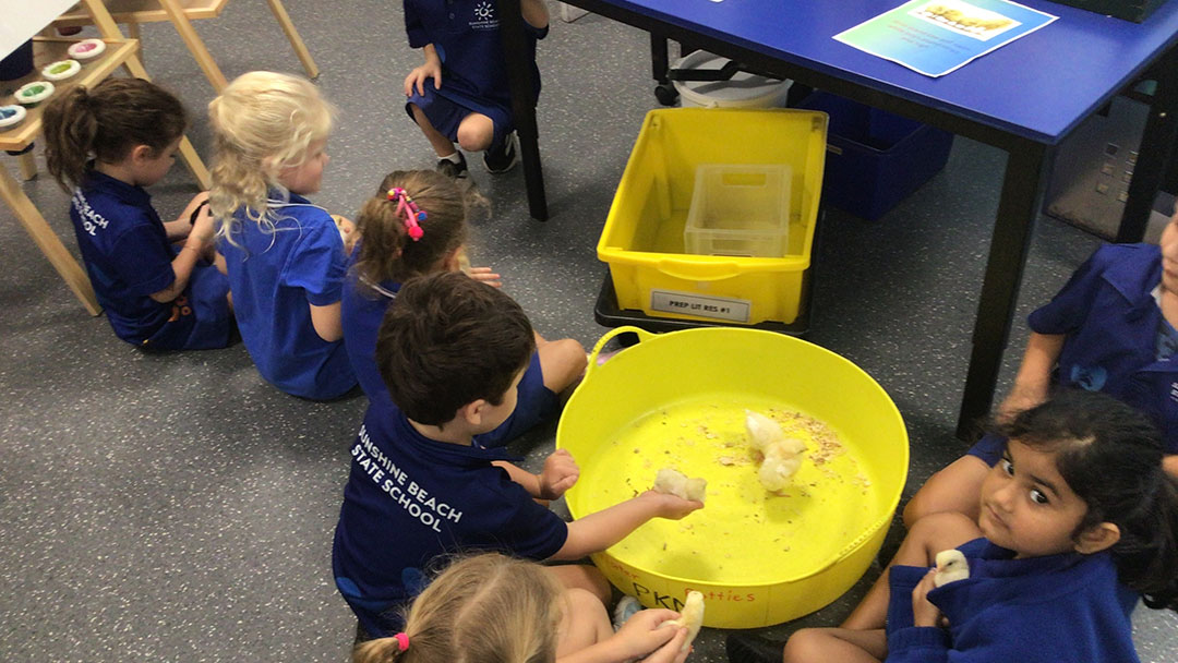 Hands-on Learning in Prep at Sunshine Beach
