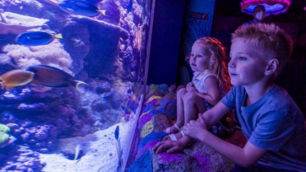 0820_sealifesunshinecoast_schoolholiday3 | Kids in Brisbane, Gold Coast, Sunshine Coast | Kotc Sea Life Sunshine Coast Sea Creature Rescue Mission