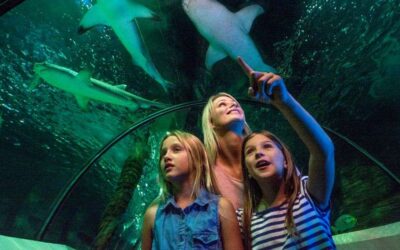 SEA Life Sunshine Coast Sea Creature Rescue Mission