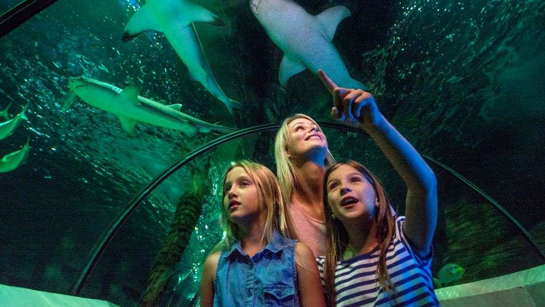 Mother and two daughters look up inside an underwater tunnel at an aquarium, pointing at dolphins swimming overhead.