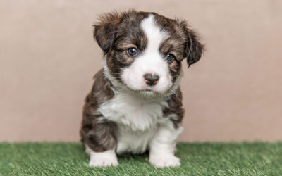 From Whelping Box to Family Home: Your Puppy’s First Eight Weeks