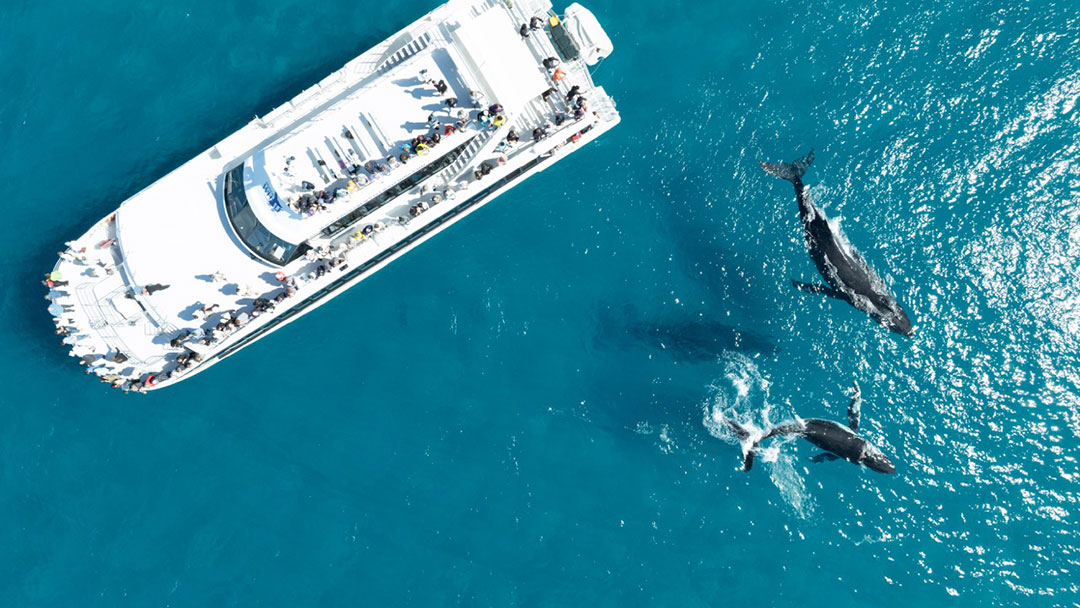Mothers-and-baby-whales-entertain-crowds-onboard-brisbane-whale-watching | Kids in Brisbane, Gold Coast, Sunshine Coast | Kotc Mothers and Baby Whales Entertain People Onboard Brisbane Whale Watching