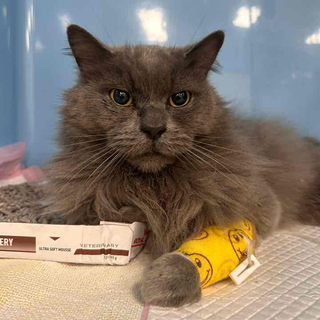 Pumpkin Made a Full Recovery After a Deadly Parasite Tick