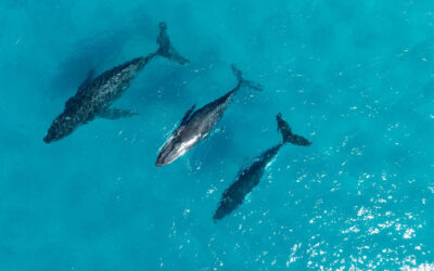 Baby Boom in Moreton Bay as Whale Migration Reaches its ‘Crossover’