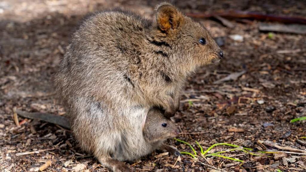 Meet the Quokkas at Currumbin Wildlife Sanctuary