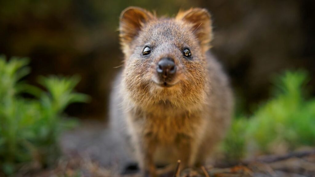 Meet the Quokkas at Currumbin Wildlife Sanctuary