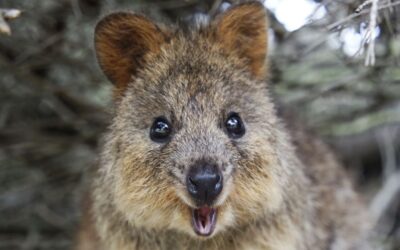 Meet the Quokkas at Currumbin Wildlife Sanctuary