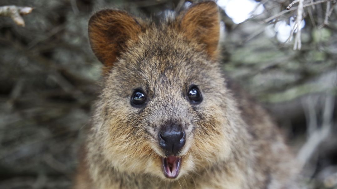Meet the Quokkas at Currumbin Wildlife Sanctuary