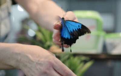 Strathpine’s Butterfly House