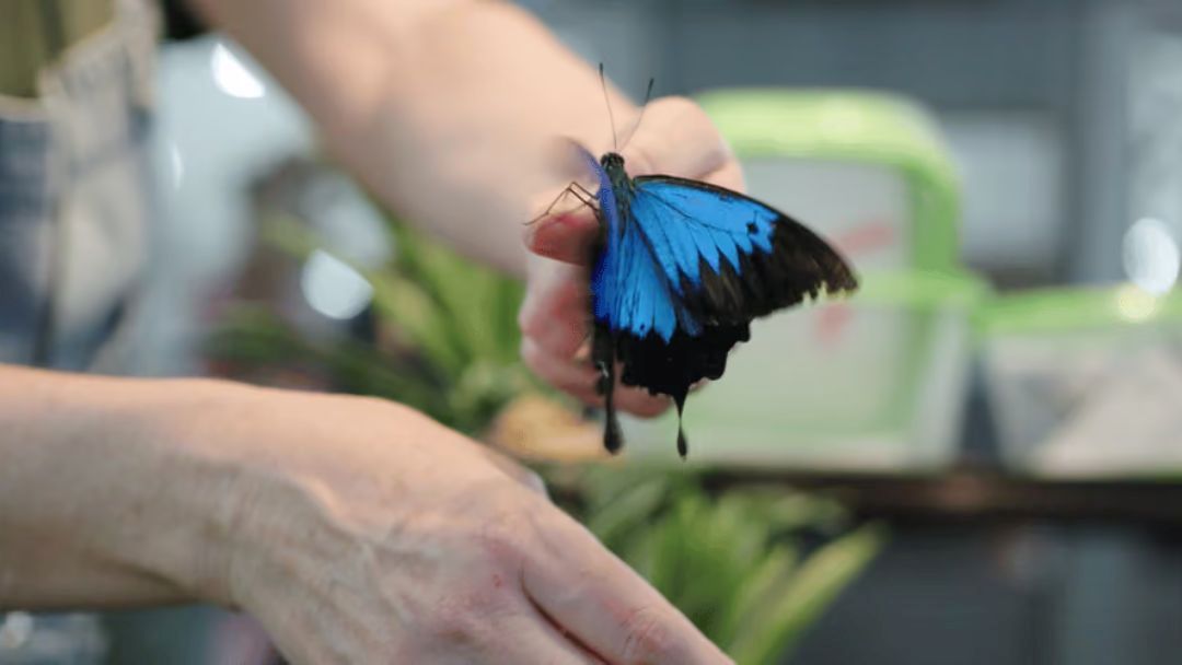 Blue Butterfly Perched on a Person's Fingers During Release in a Sanctuary Setting