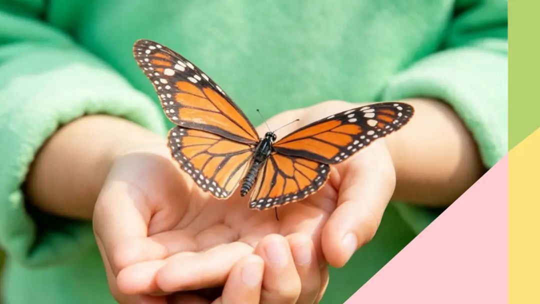 Monarch Butterfly Resting in Cupped Hands of a Person Wearing a Green Sleeve.
