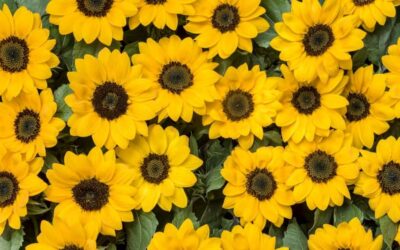 Spring Flower Workshops