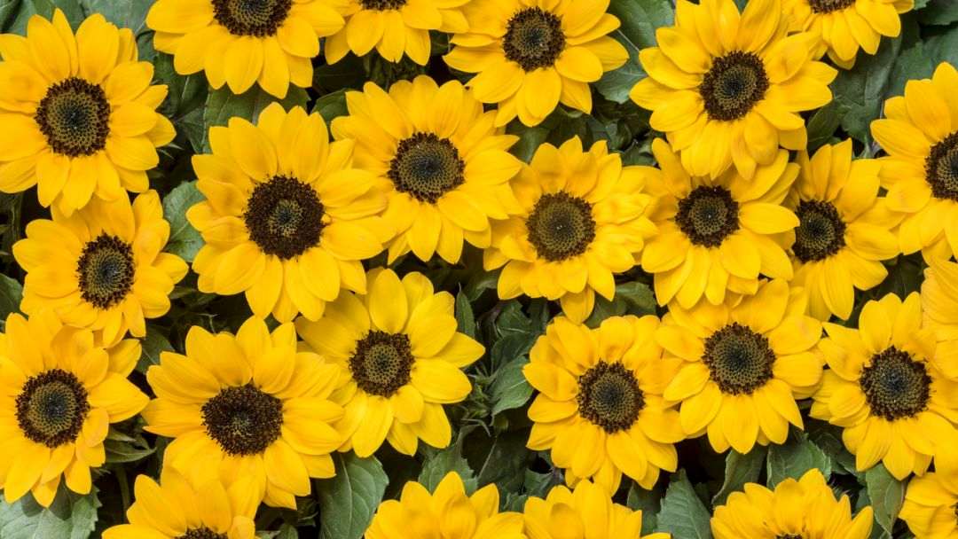 0915_staffordcity_schoolholidays_hero | Kids in Brisbane, Gold Coast, Sunshine Coast | Kotc Spring Flower Workshops