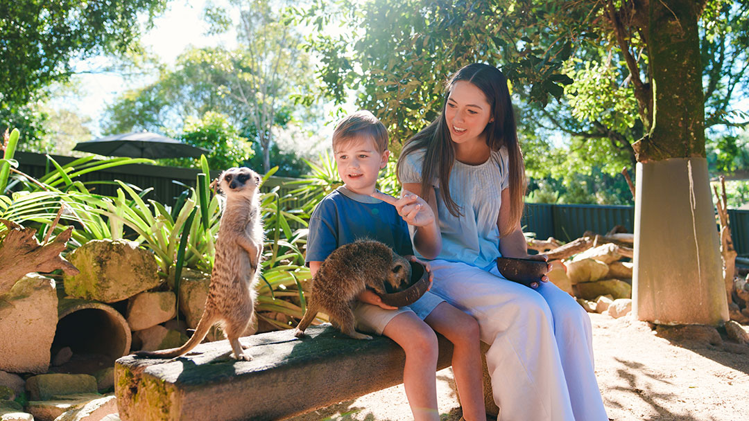 Meerkat Encounter at Wildlife Hq, Woombye. Credit: Nic Morley; Jesse Lindemann