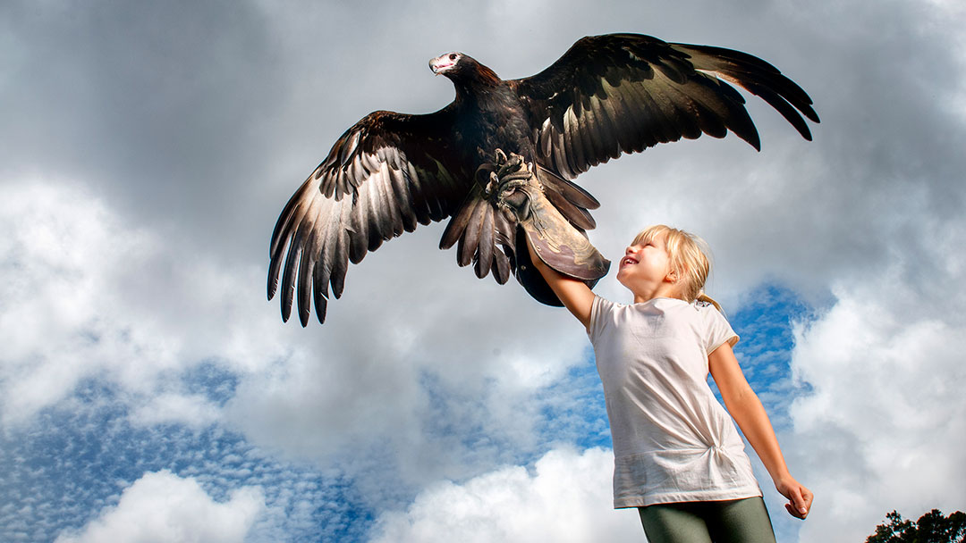 Girl in a White Shirt Releases a Large Bird of Prey; Wings Spread, Cloudy Blue Sky Above.