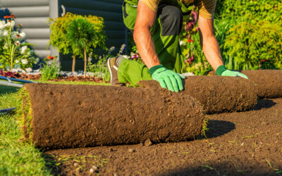How to Care for Newly Laid Roll-On Turf