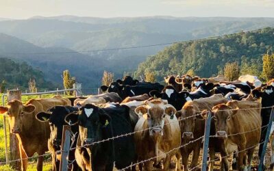 Unplugged in Maleny: Why Wittacork is our favourite Hinterland farm stay