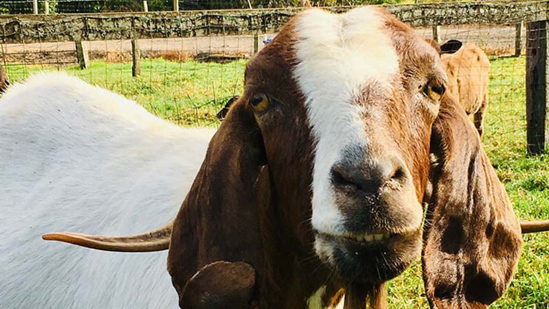 Goat Facing the Camera in a Sunny, Fenced Farm Field with Long Ears and Brown-and-white Fur.