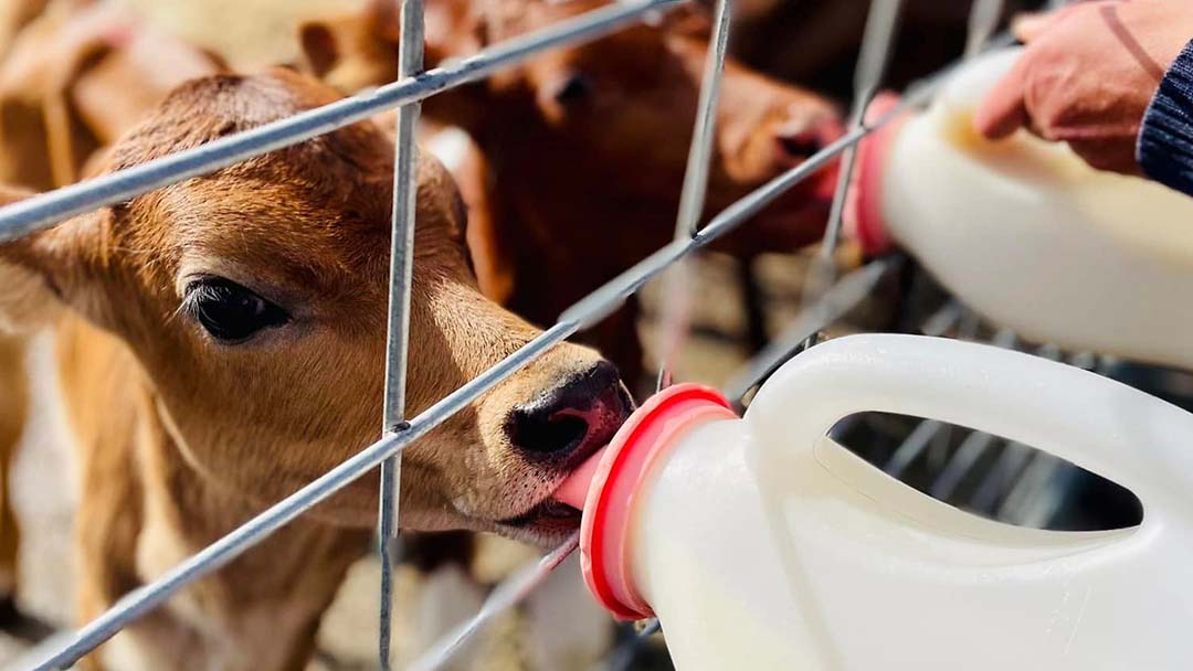 Calf Drinking Milk from a Bottle Through a Metal Farm Pen.