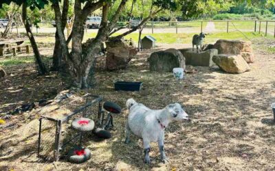 Fairhill Adventure Gardens: A Nature-Filled Family Escape on the Sunshine Coast