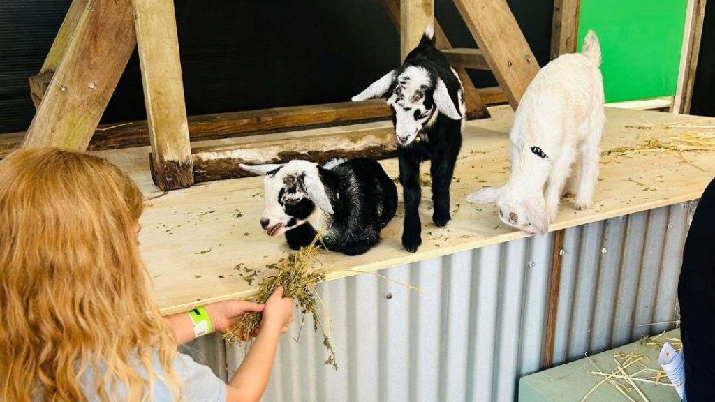 Fairhill Adventure Gardens: a Nature-filled Family Escape on the Sunshine Coast