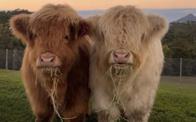 Hang out with the Highlands