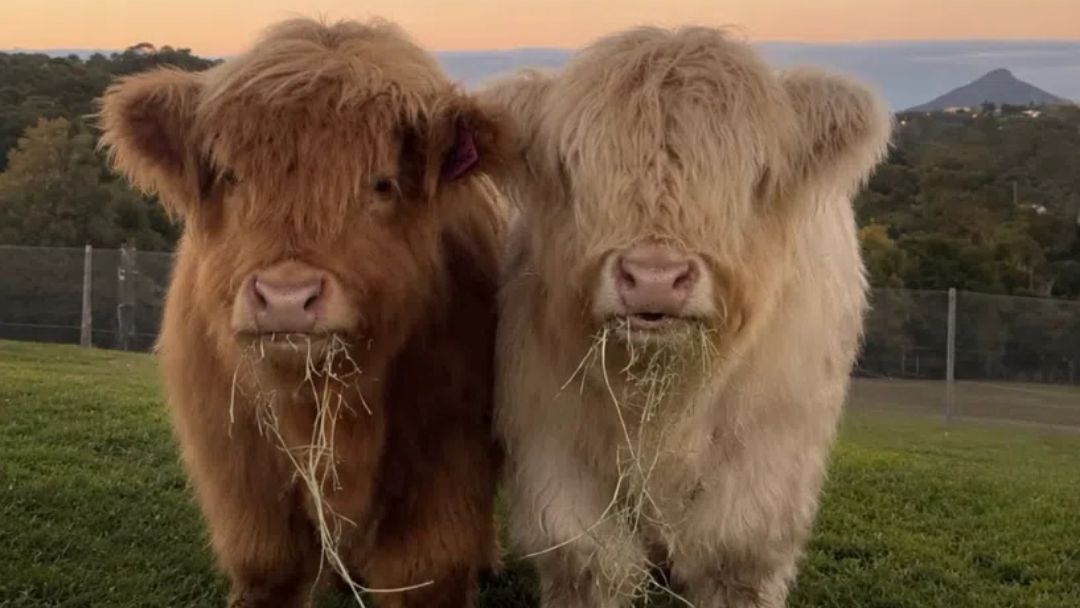 Two Shaggy Highland Cattle Standing Side by Side in a Grassy Field at Sunset, Bits of Hay Hanging from Their Mouths.