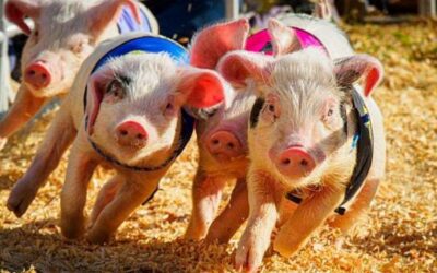 Pig Racing at Kawana Surf Club