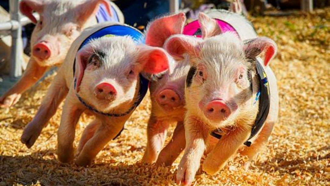 Pig Racing at Kawana Surf Club